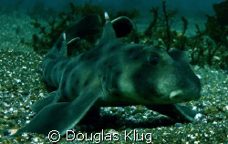 Tiny Tough.  A small hornhark on the bottom at Anacaa Isl... by Douglas Klug 